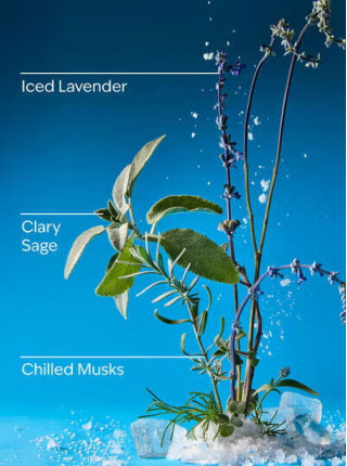 Змінний блок Iced Blue Lavender Wallflowers Fragrance Refill